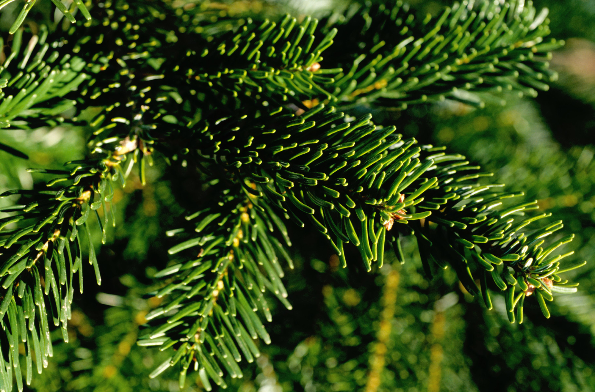 Noble fir Tree species Forestry England